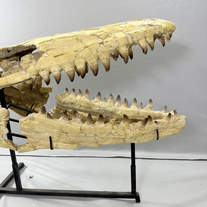 Massive Mosasaurus Skull Fossil for SALE 120 cm Museum Quality - Image 13