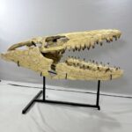 Massive Mosasaurus Skull Fossil for SALE 120 cm Museum Quality - Image 14