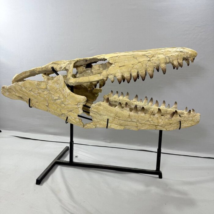 Massive Mosasaurus Skull Fossil for SALE 120 cm Museum Quality - Image 14