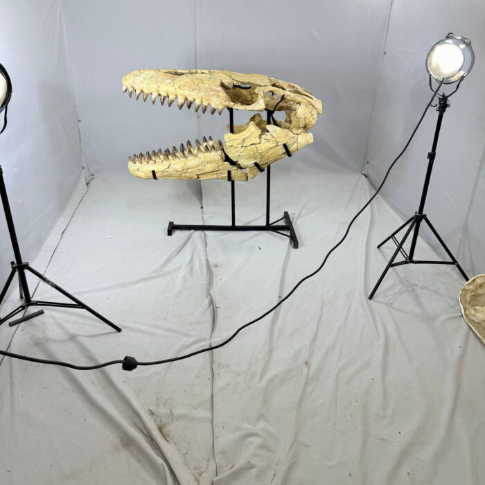 Authentic Mosasaurus Skull Fossil – 125 cm | Museum-Grade - Image 2