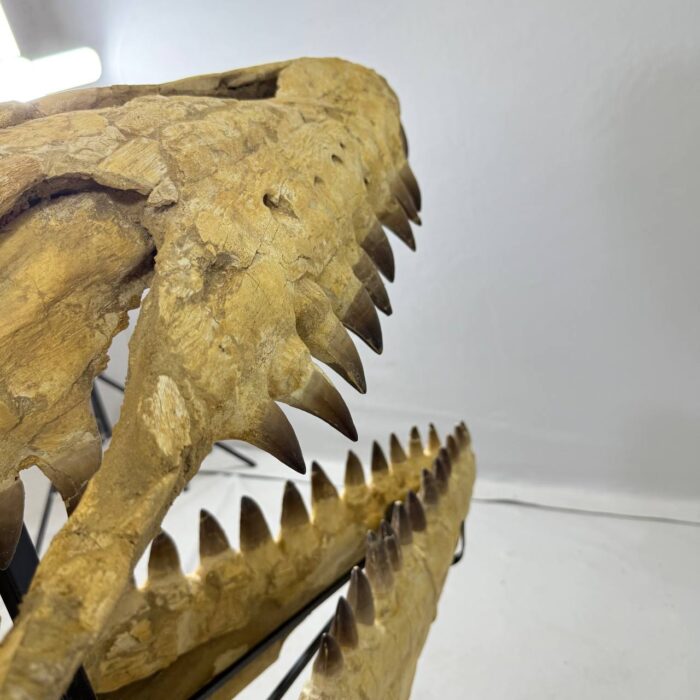 Authentic Mosasaurus Skull Fossil – 125 cm | Museum-Grade - Image 3