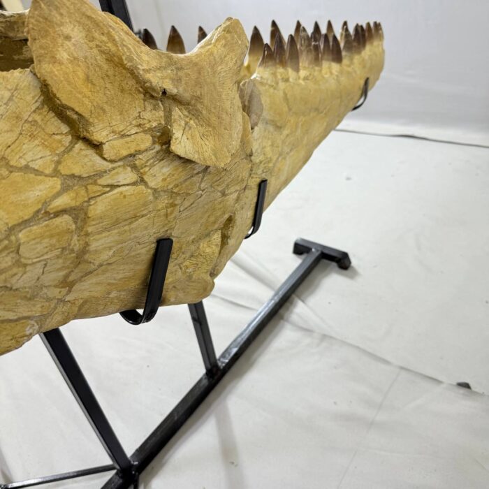 Authentic Mosasaurus Skull Fossil – 125 cm | Museum-Grade - Image 4