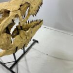 Authentic Mosasaurus Skull Fossil – 125 cm | Museum-Grade - Image 5