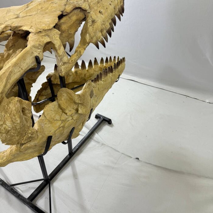 Authentic Mosasaurus Skull Fossil – 125 cm | Museum-Grade - Image 5