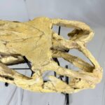 Authentic Mosasaurus Skull Fossil – 125 cm | Museum-Grade - Image 6