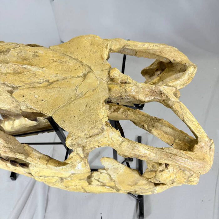 Authentic Mosasaurus Skull Fossil – 125 cm | Museum-Grade - Image 6