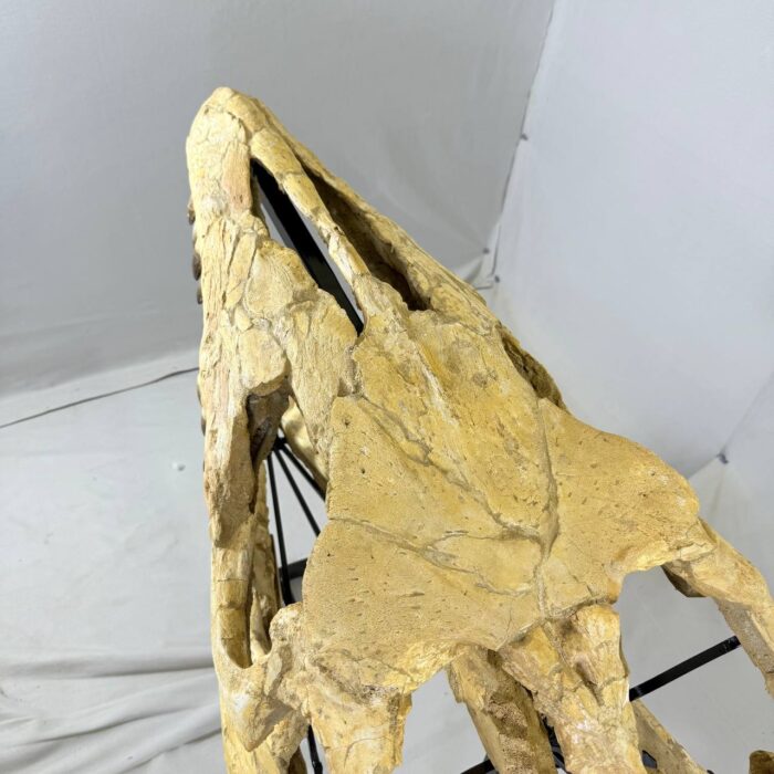 Authentic Mosasaurus Skull Fossil – 125 cm | Museum-Grade - Image 7