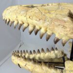 Authentic Mosasaurus Skull Fossil – 125 cm | Museum-Grade - Image 8