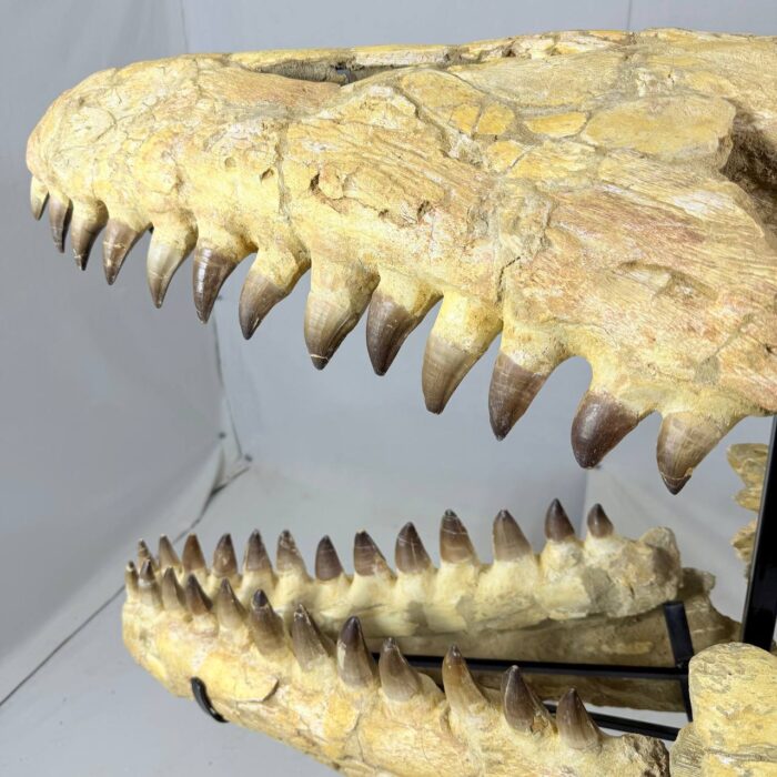 Authentic Mosasaurus Skull Fossil – 125 cm | Museum-Grade - Image 8