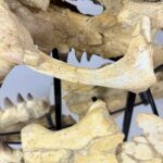 Authentic Mosasaurus Skull Fossil – 125 cm | Museum-Grade - Image 9