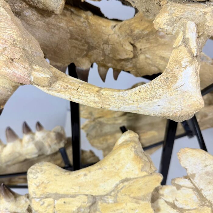 Authentic Mosasaurus Skull Fossil – 125 cm | Museum-Grade - Image 9