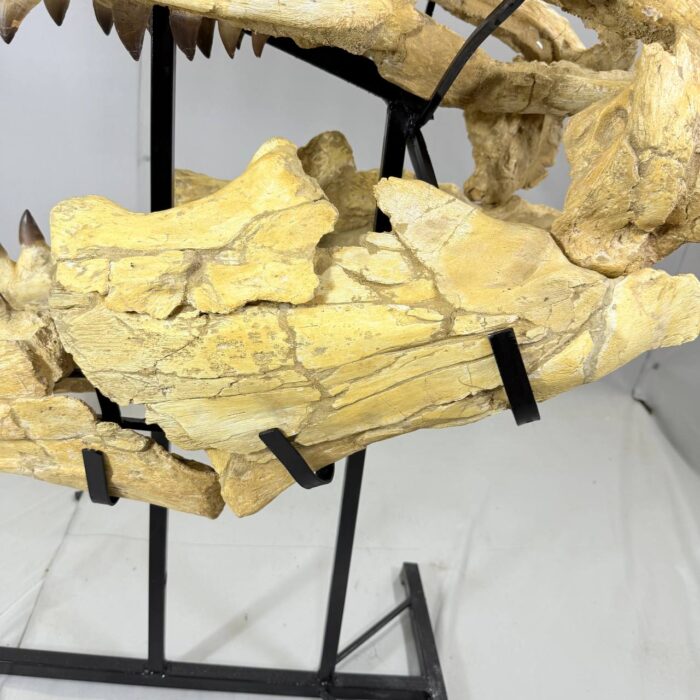 Authentic Mosasaurus Skull Fossil – 125 cm | Museum-Grade - Image 10