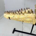 Authentic Mosasaurus Skull Fossil – 125 cm | Museum-Grade - Image 11