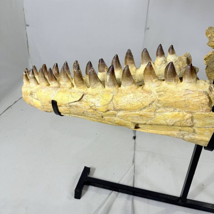 Authentic Mosasaurus Skull Fossil – 125 cm | Museum-Grade - Image 11