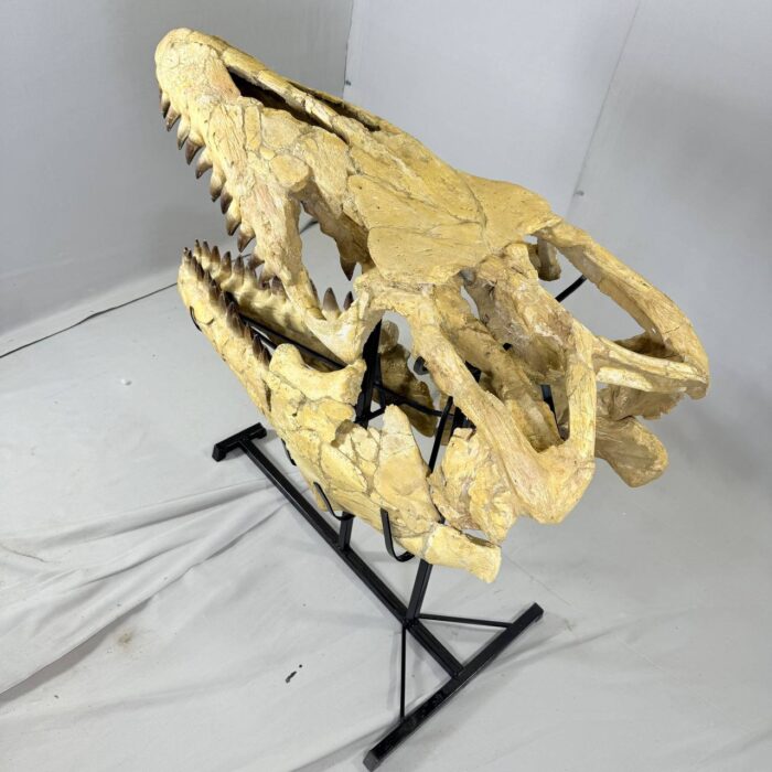 Authentic Mosasaurus Skull Fossil – 125 cm | Museum-Grade - Image 12