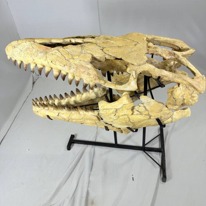 Authentic Mosasaurus Skull Fossil – 125 cm | Museum-Grade - Image 13