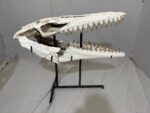 Museum-Quality Mosasaur beaugei Skull – 43.7 IN | Fossil for Sale - Image 2