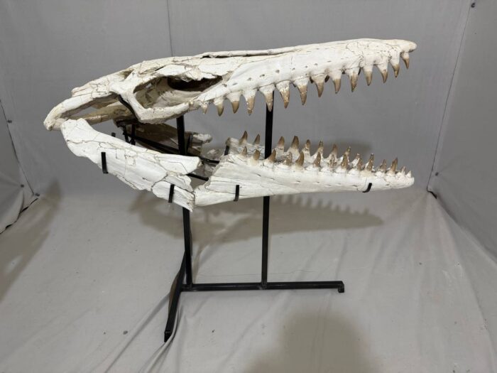 Museum-Quality Mosasaur beaugei Skull – 43.7 IN | Fossil for Sale - Image 2