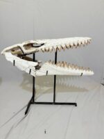 Museum-Quality Mosasaur beaugei Skull – 43.7 IN | Fossil for Sale - Image 3