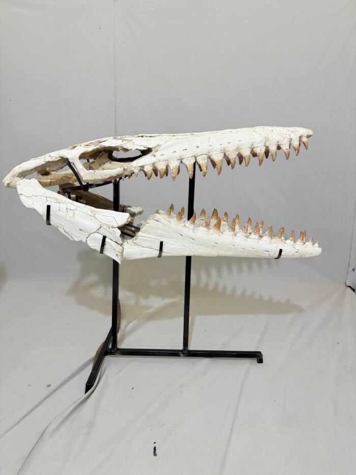 Museum-Quality Mosasaur beaugei Skull – 43.7 IN | Fossil for Sale - Image 3