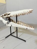 Museum-Quality Mosasaur beaugei Skull – 43.7 IN | Fossil for Sale - Image 4