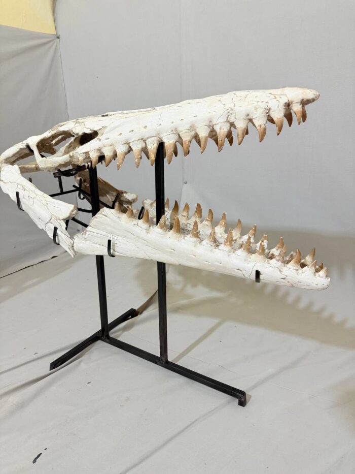 Museum-Quality Mosasaur beaugei Skull – 43.7 IN | Fossil for Sale - Image 4