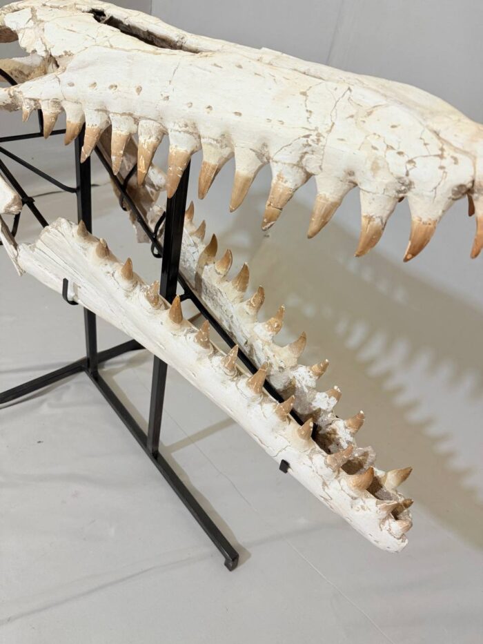 Museum-Quality Mosasaur beaugei Skull – 43.7 IN | Fossil for Sale - Image 5
