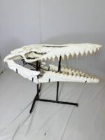 Museum-Quality Mosasaur beaugei Skull – 43.7 IN | Fossil for Sale - Image 6