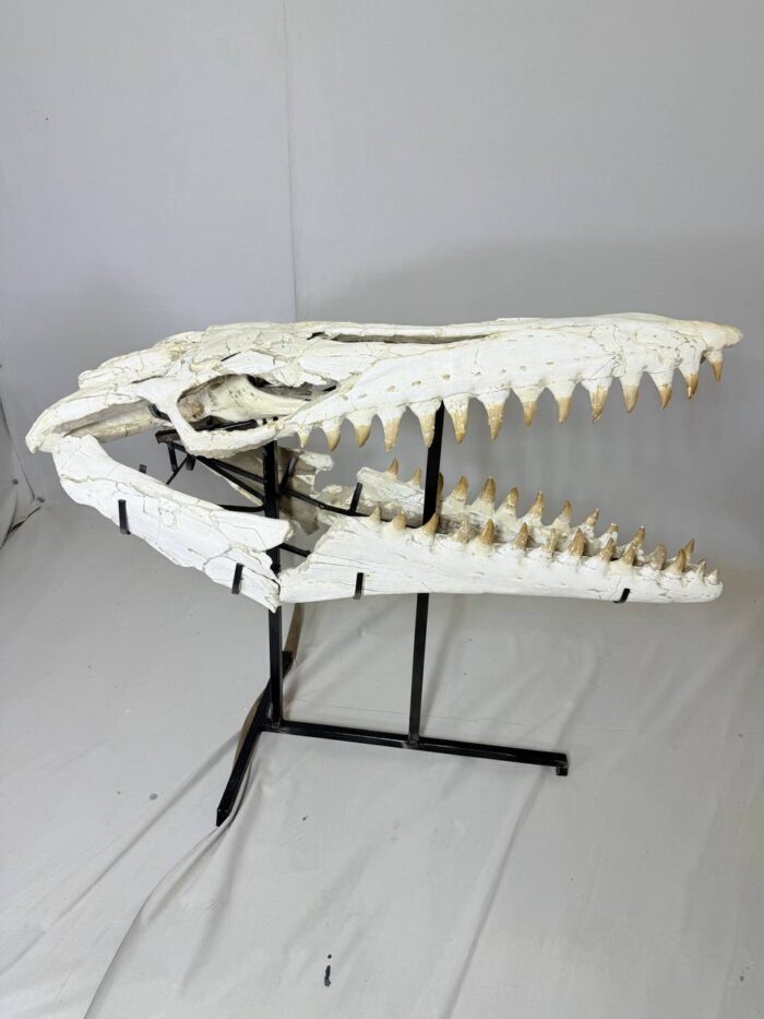 Museum-Quality Mosasaur beaugei Skull – 43.7 IN | Fossil for Sale - Image 6