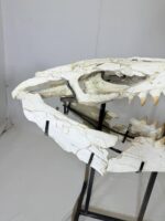 Museum-Quality Mosasaur beaugei Skull – 43.7 IN | Fossil for Sale - Image 9