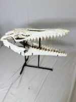 Museum-Quality Mosasaur beaugei Skull – 43.7 IN | Fossil for Sale - Image 8