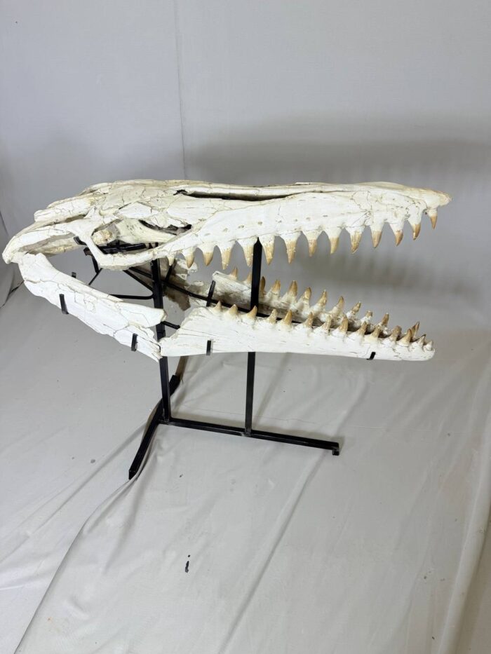 Museum-Quality Mosasaur beaugei Skull – 43.7 IN | Fossil for Sale - Image 8