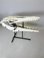 Museum-Quality Mosasaur beaugei Skull – 43.7 IN | Fossil for Sale - Image 7