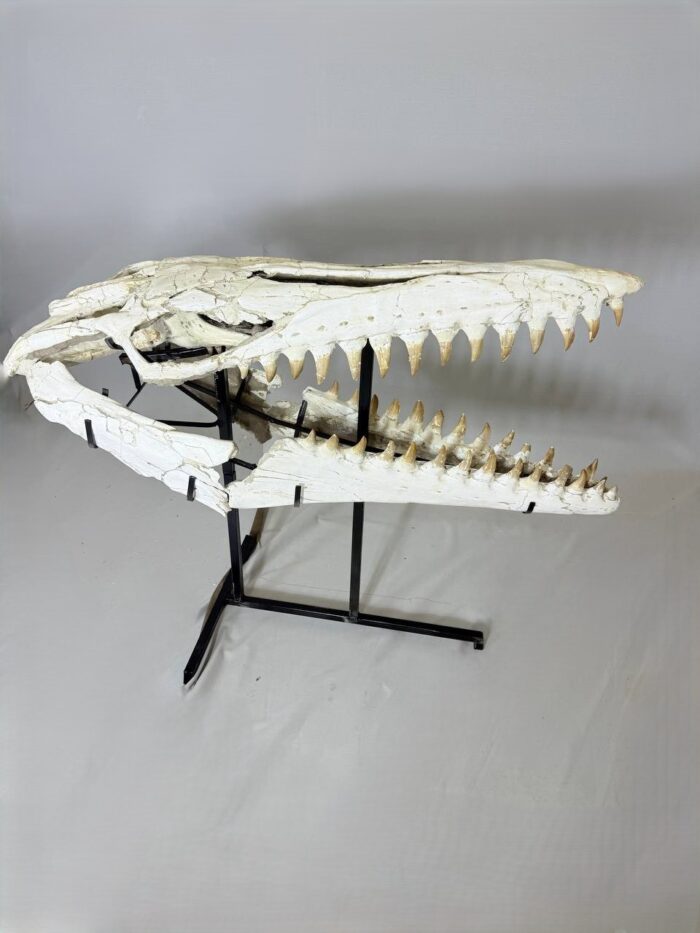 Museum-Quality Mosasaur beaugei Skull – 43.7 IN | Fossil for Sale - Image 7