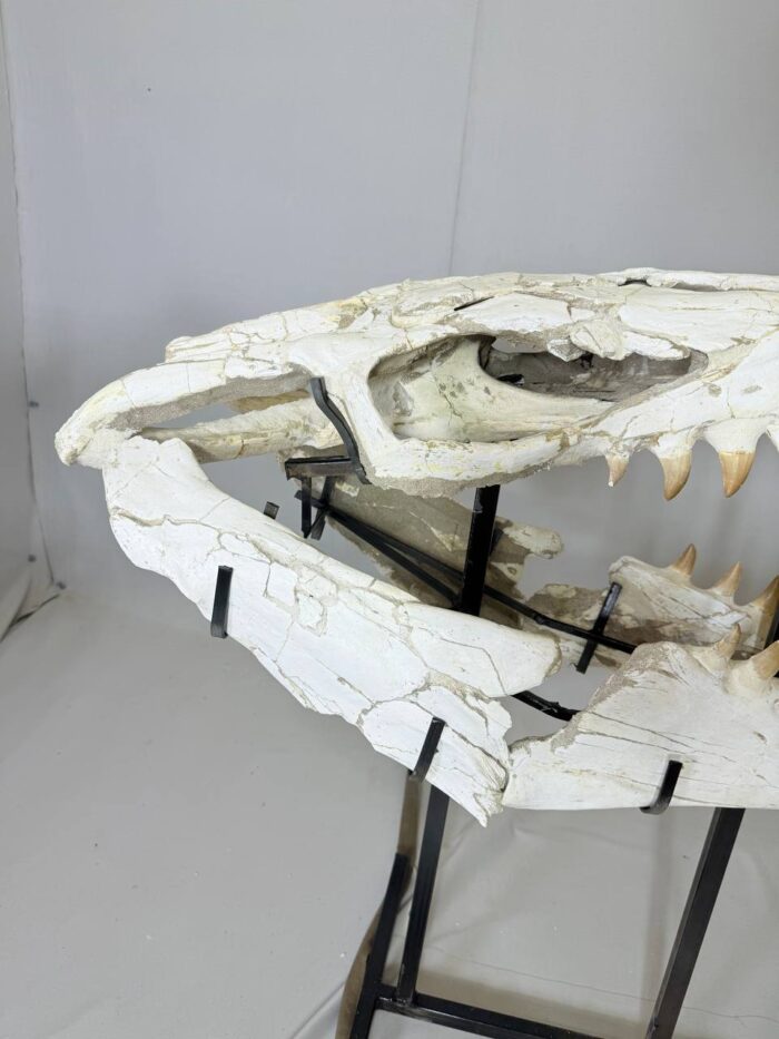 Museum-Quality Mosasaur beaugei Skull – 43.7 IN | Fossil for Sale - Image 9