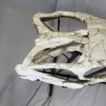 Museum-Quality Mosasaur beaugei Skull – 43.7 IN | Fossil for Sale - Image 10