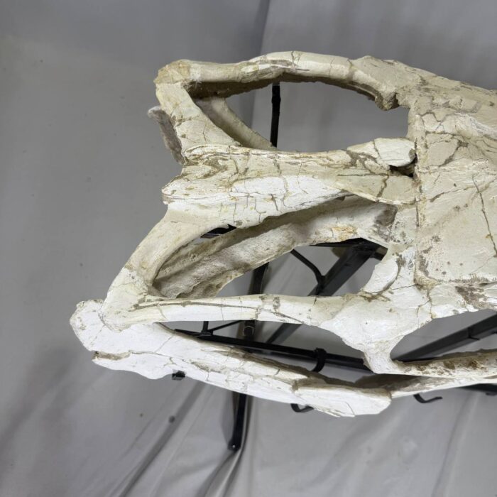 Museum-Quality Mosasaur beaugei Skull – 43.7 IN | Fossil for Sale - Image 10