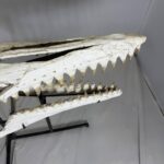 Museum-Quality Mosasaur beaugei Skull – 43.7 IN | Fossil for Sale - Image 11