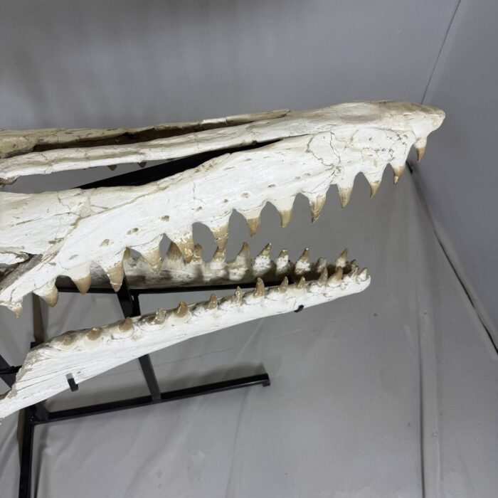 Museum-Quality Mosasaur beaugei Skull – 43.7 IN | Fossil for Sale - Image 11
