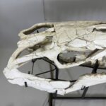 Museum-Quality Mosasaur beaugei Skull – 43.7 IN | Fossil for Sale - Image 13