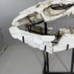 Museum-Quality Mosasaur beaugei Skull – 43.7 IN | Fossil for Sale - Image 12