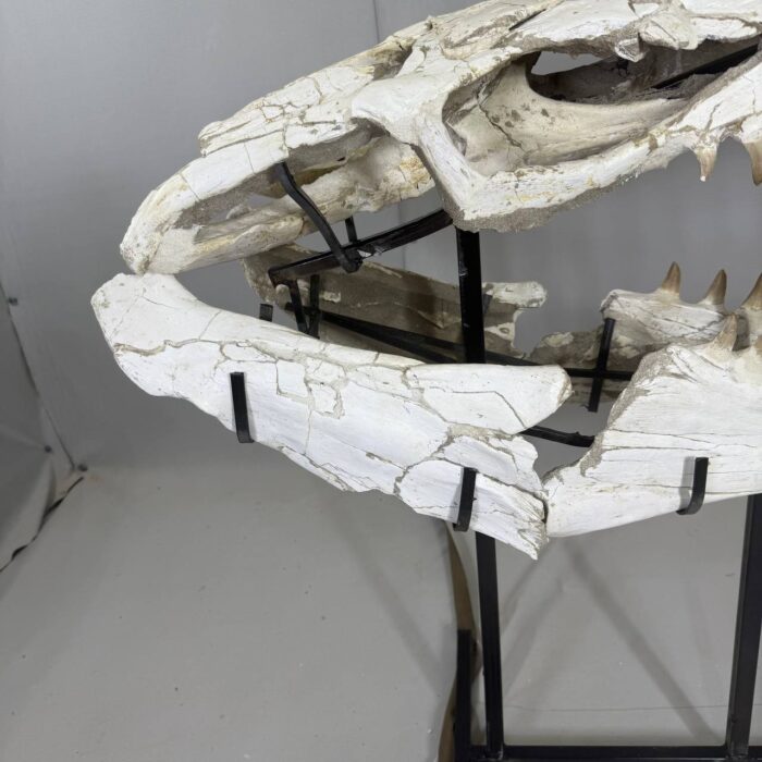 Museum-Quality Mosasaur beaugei Skull – 43.7 IN | Fossil for Sale - Image 12