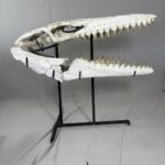 Museum-Quality Mosasaur beaugei Skull – 43.7 IN | Fossil for Sale - Image 15