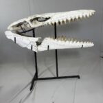 Museum-Quality Mosasaur beaugei Skull – 43.7 IN | Fossil for Sale - Image 14