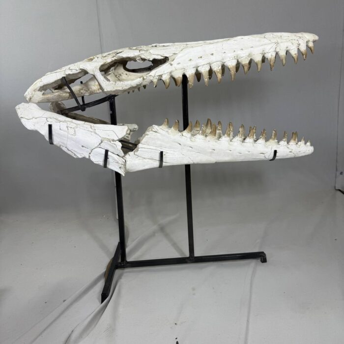 Museum-Quality Mosasaur beaugei Skull – 43.7 IN | Fossil for Sale - Image 14