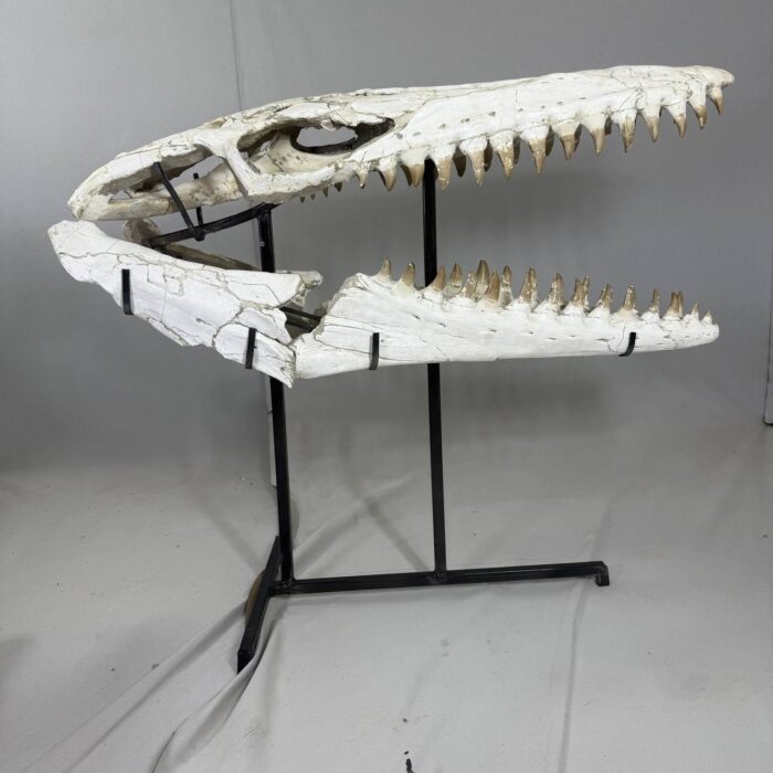 Museum-Quality Mosasaur beaugei Skull – 43.7 IN | Fossil for Sale - Image 15