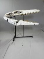 Museum-Quality Mosasaur beaugei Skull – 43.7 IN | Fossil for Sale - Image 16