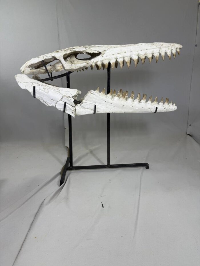 Museum-Quality Mosasaur beaugei Skull – 43.7 IN | Fossil for Sale - Image 16