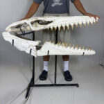 Museum-Quality Mosasaur beaugei Skull – 43.7 IN | Fossil for Sale