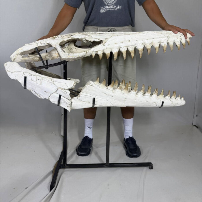Museum-Quality Mosasaur beaugei Skull – 43.7 IN | Fossil for Sale - Image 1
